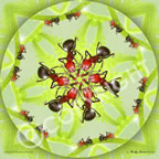 Bug Flower Mandala