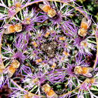 Bees & Purple Flower Mandala