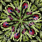 Star Ladybug Flower Mandala