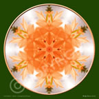 2nd Chakra Orange Cactus Flower Mandala